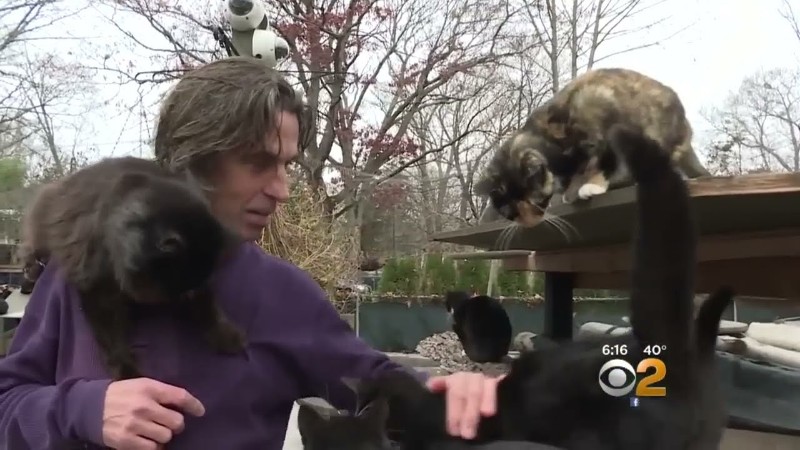 Long Island Cat Sanctuary, Video Screenshot, tags: en meer dan 100 - Youtube