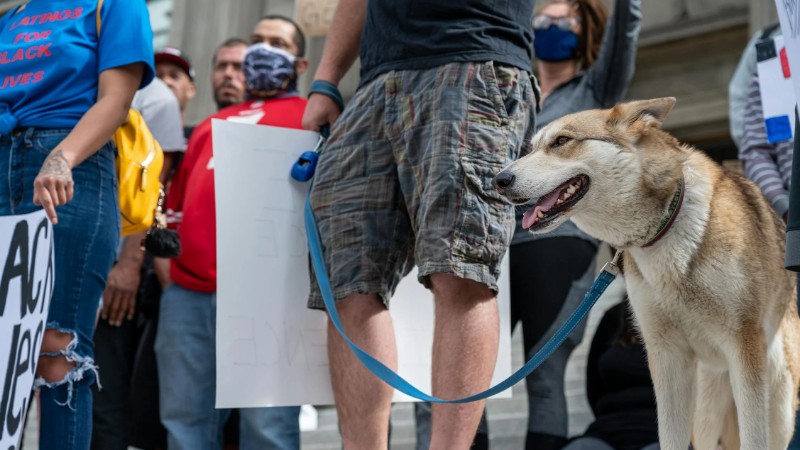 Group gathered at peaceful protest holding signs, featuring diverse individuals and a dog on a leash., tags: honden vrouw en kinderen - pexel