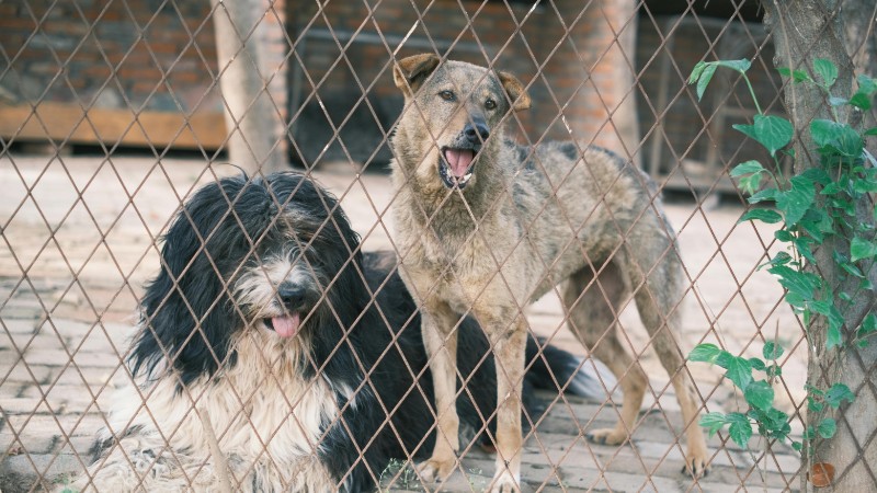 Close-up of two mixed breed dogs behind a wire fence at an animal shelter., tags: illegale gesloten - pexel