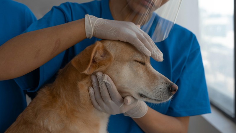 Veterinarian carefully checks and comforts a dog in a clinic environment., tags: de sint - pexel