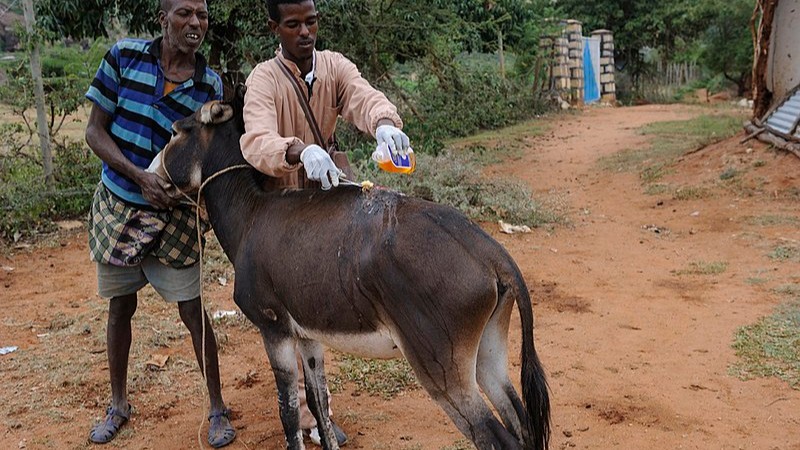 Veterinary Outreach Hawaye Kebele Ethiopia, tags: drachtige koe 28 en 41 - CC BY-SA