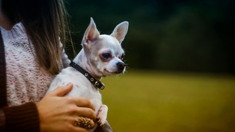 A cute Chihuahua puppy being held by a woman outdoors in a serene setting., tags: debat - pexel