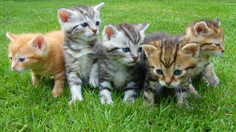A group of five cute kittens exploring and playing on lush green grass outdoors., tags: spaymart winkelen katten de - pexel
