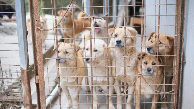 Multiple dogs in a shelter cage, highlighting the need for adoption and animal care., tags: opvangcentra met - pexel
