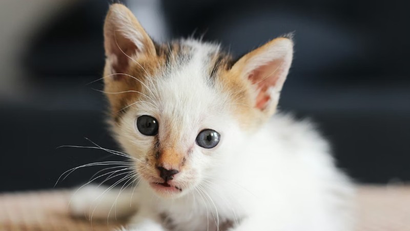 w, tags: dierenasiel na ernstige - unsplash