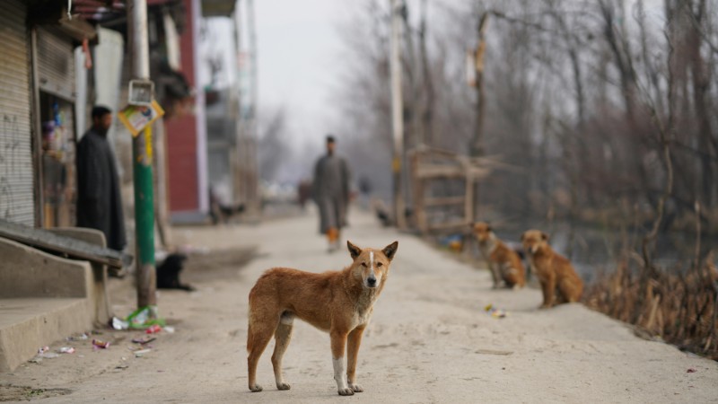Stray dogs wander on a dusty street in an urban area, depicting survival and daily life., tags: en dierenwelzijn - pexel
