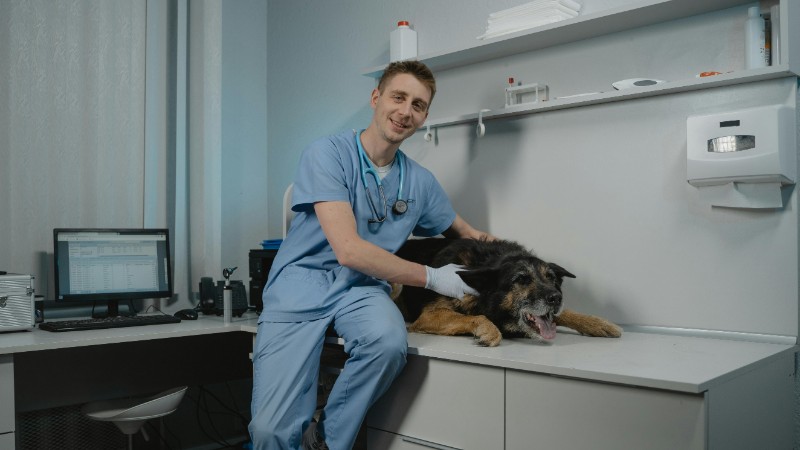 Veterinarian examining a black dog in a modern clinic setting. Professional care in a veterinary office., tags: nieuw dierenartsencentrum - pexel