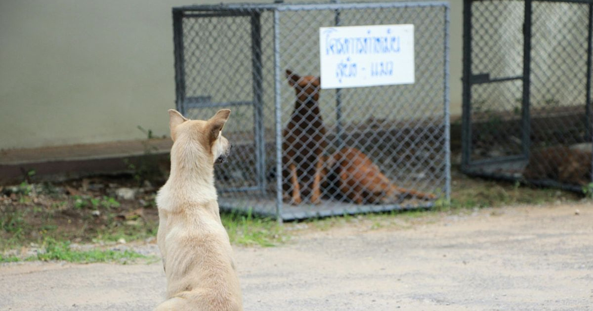 Dierenrechten versterken door sterilisatie-initiatieven