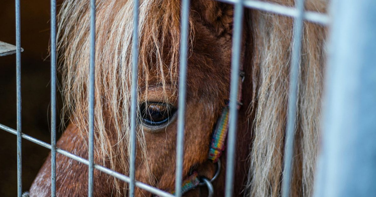 Dierenmishandeling neemt toe door stijgende druk op dierenzorg