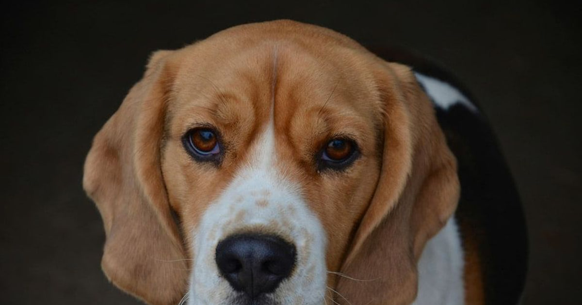Wisconsin beagle zaak trekt bredere dierenwelzijnszorg