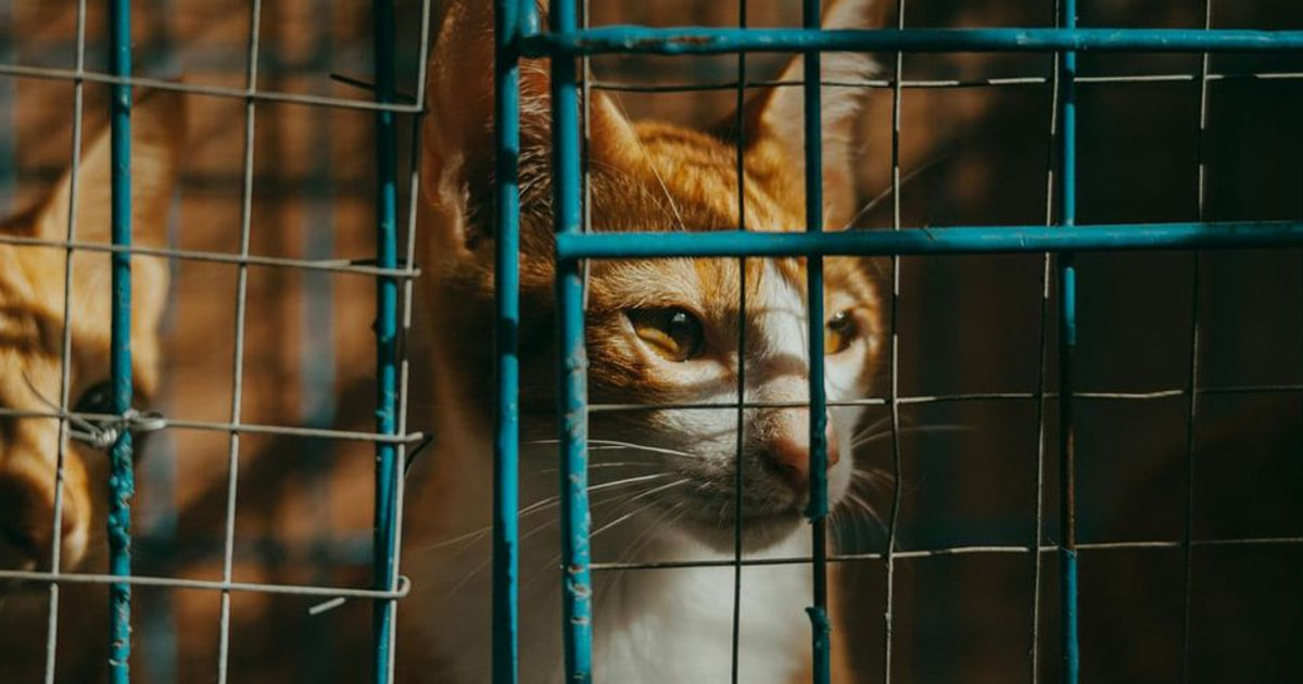 Dierenmishandeling onderzoek redt tientallen kittens